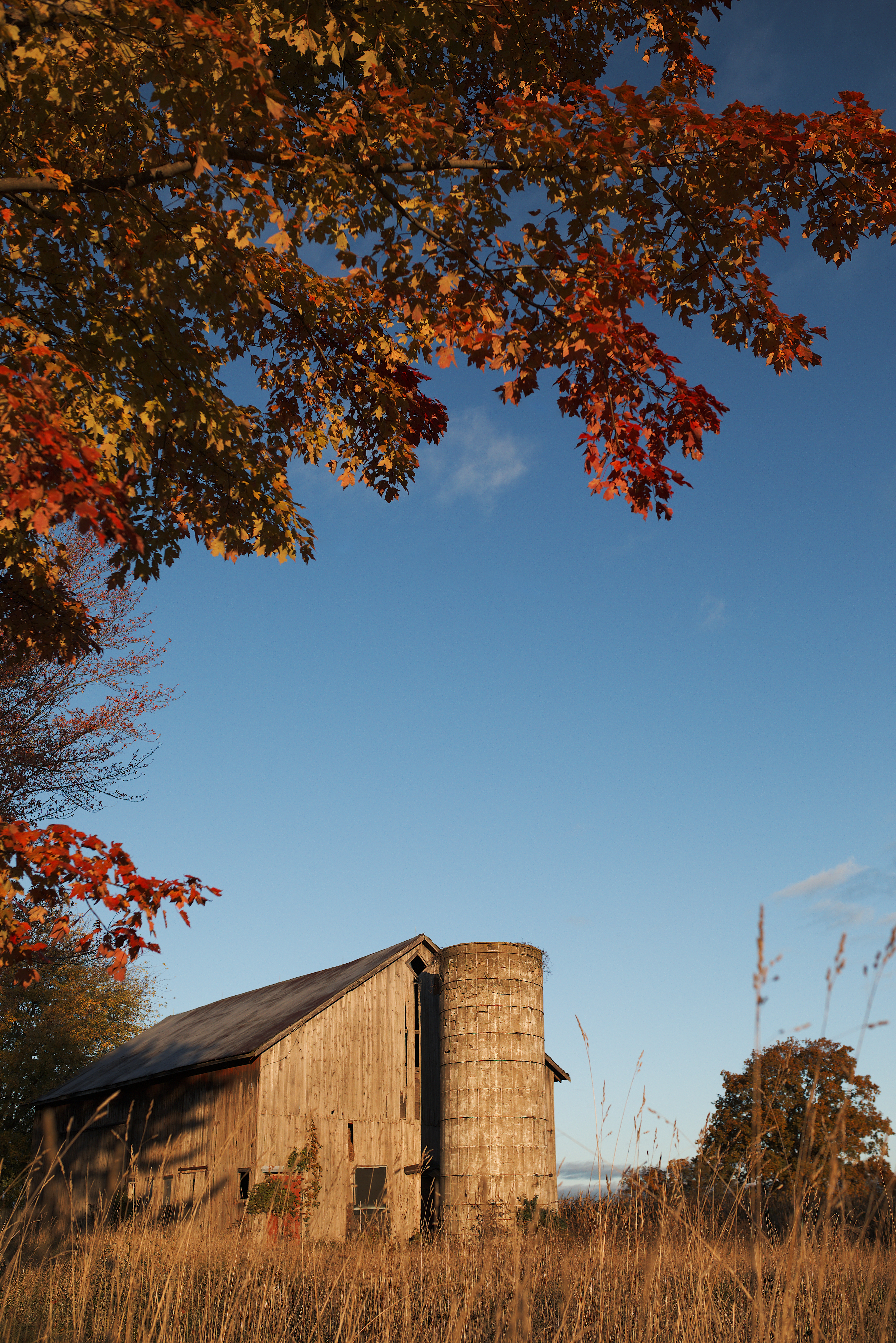 Morning Stillness: Autumn Light on the Forgotten Barn